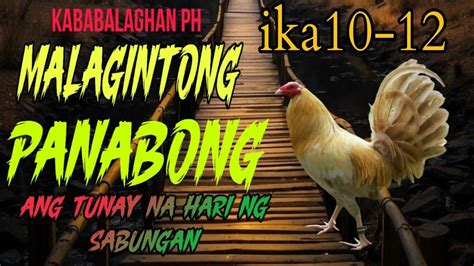 panabong in english|PANAMBAK: Tagalog.